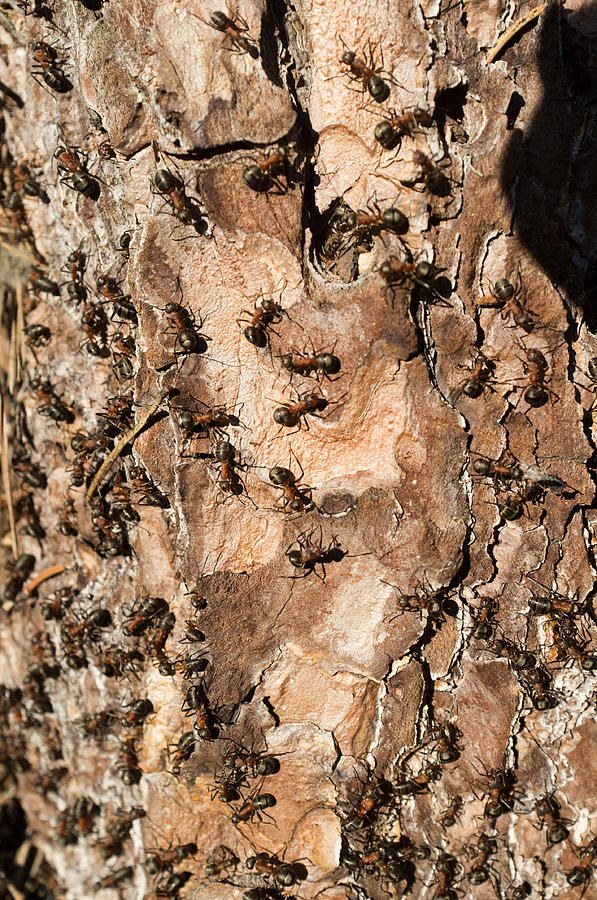 Ant Colony Photograph