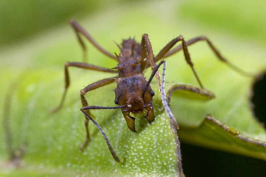 Ant Cutting Leaf Braulio Carrillo Np Photograph by Piotr Naskrecki