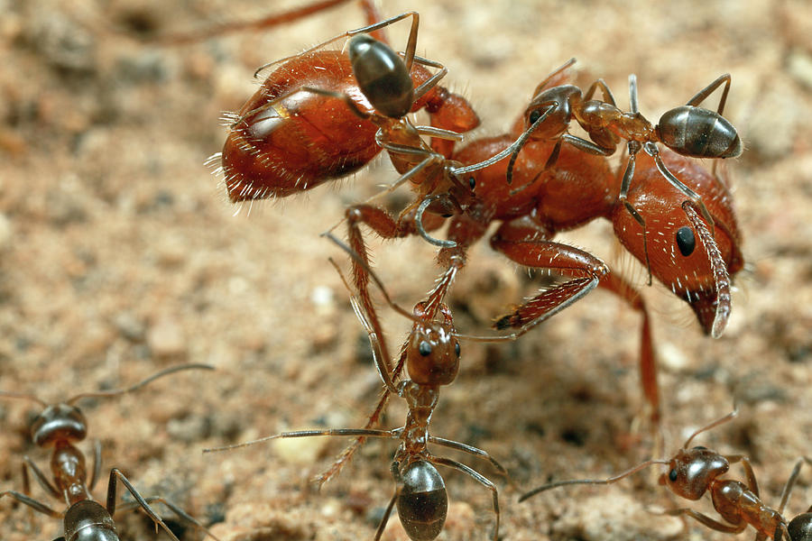 Ant Dorymyrmex Sp Workers Climbing Photograph by Mark Moffett
