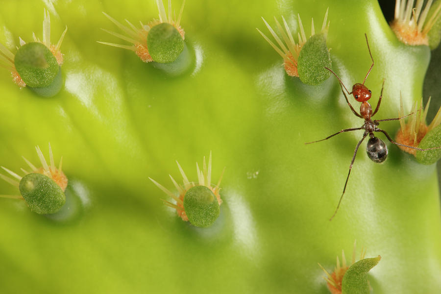 Ant Photograph - Ant Formicidae On Engelmann Prickly by Cyril Ruoso