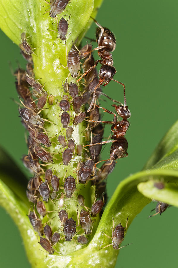 Ant Formicidae Pair Protecting Aphids Photograph by Konrad Wothe