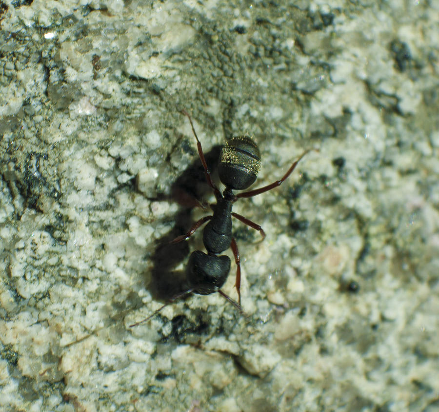 Ant Photograph by Martin Valeriano