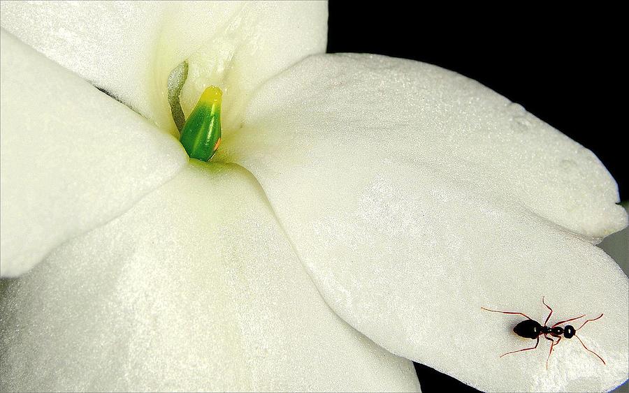 Ant on White Flower Photograph by Johnny Laws
