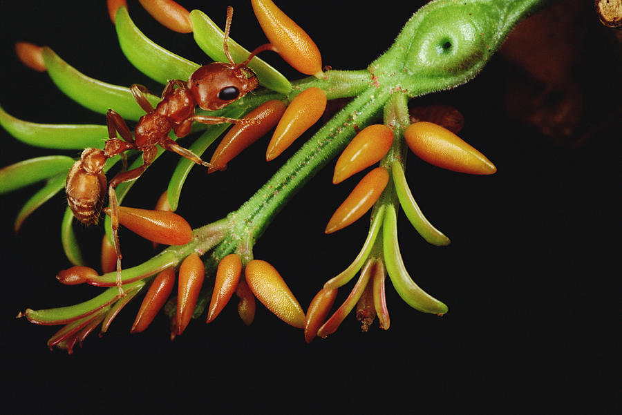 Ant Pseudomyrmex Sp Gathers Carrot-like Photograph by Mark Moffett