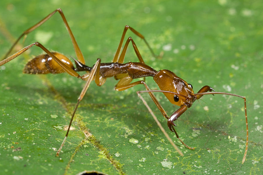 Ant Showing Large Mandibles Guyana Photograph by Piotr Naskrecki