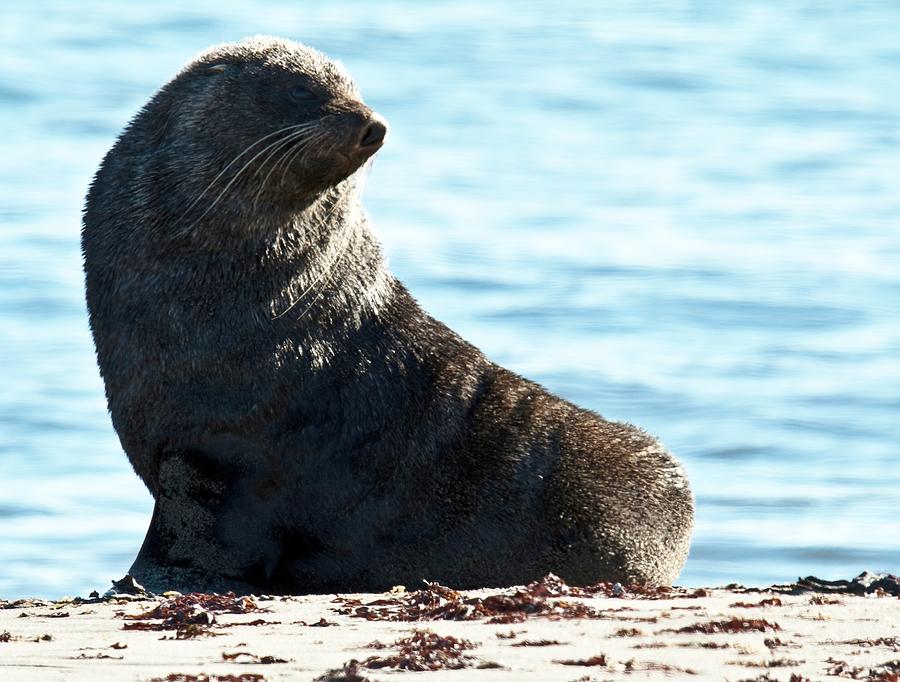 Nature Photograph - Antarctic Fur Seal 02 by David Barringhaus