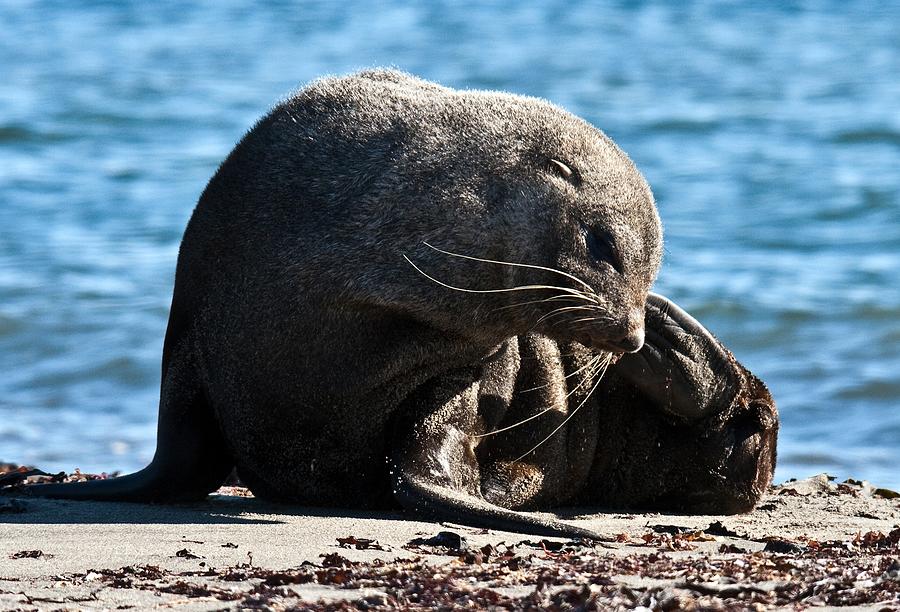 Antarctic Fur Seal 07 Photograph By David Barringhaus - Fine Art America