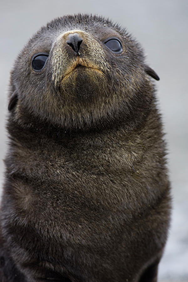 Antarctic Fur Seal Arctocephalus Photograph by Suzi Eszterhas
