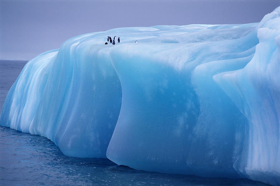 iceberg with penguins