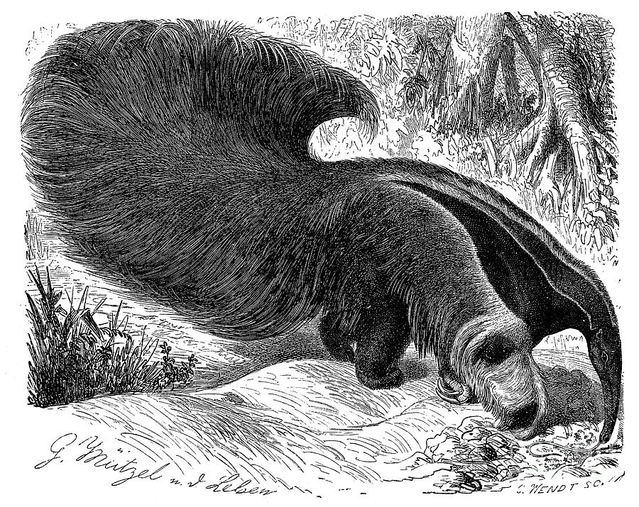 19th Century Photograph - Anteater by Granger
