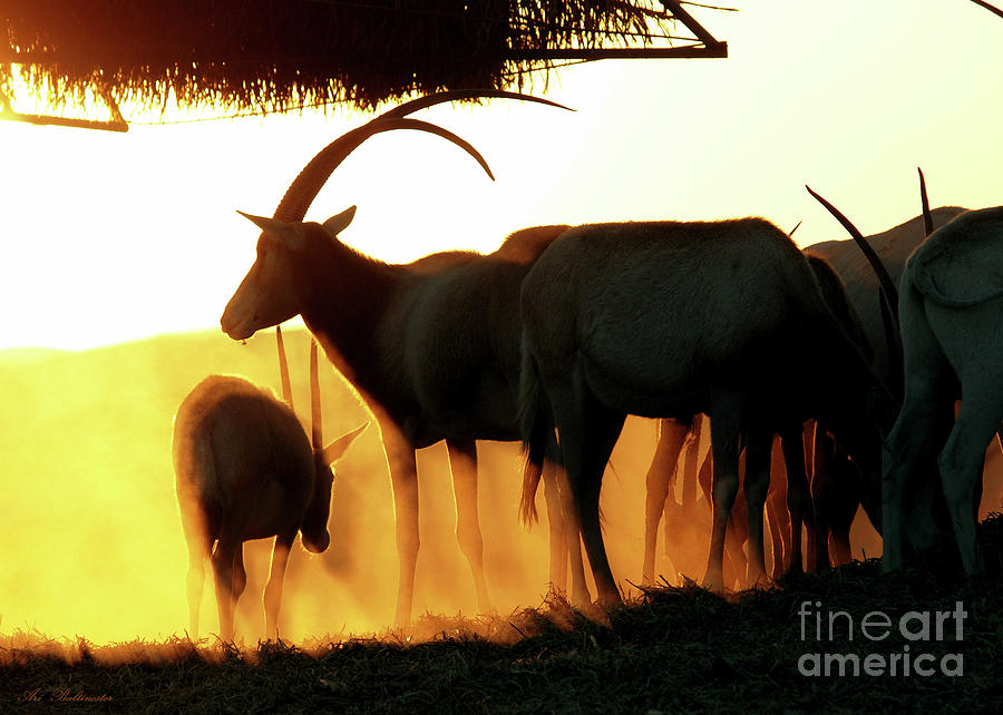 Antelope at sunset Photograph by Arik Baltinester