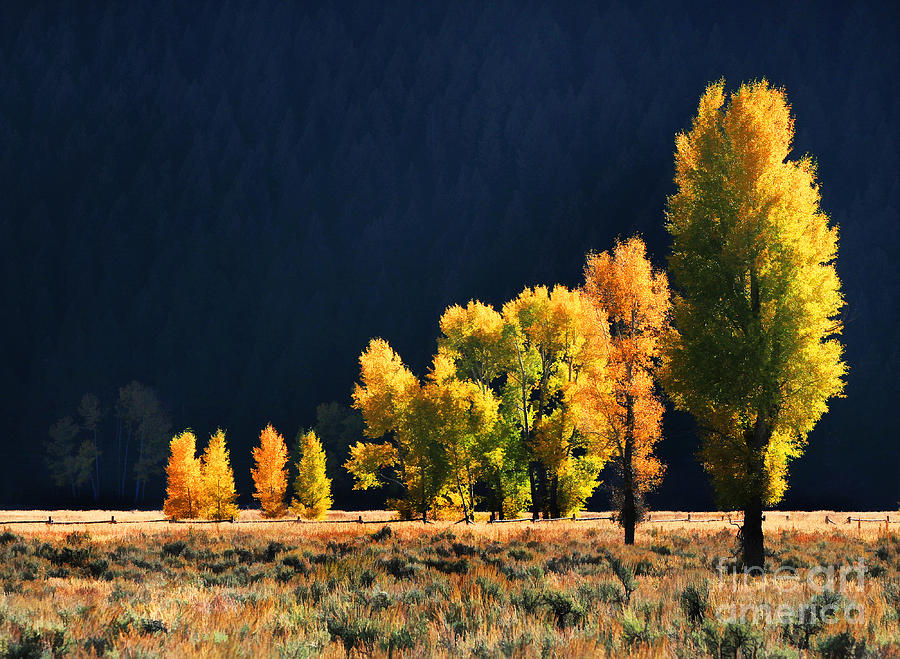 Antelope Flats Road Aspens Photograph by Clare VanderVeen