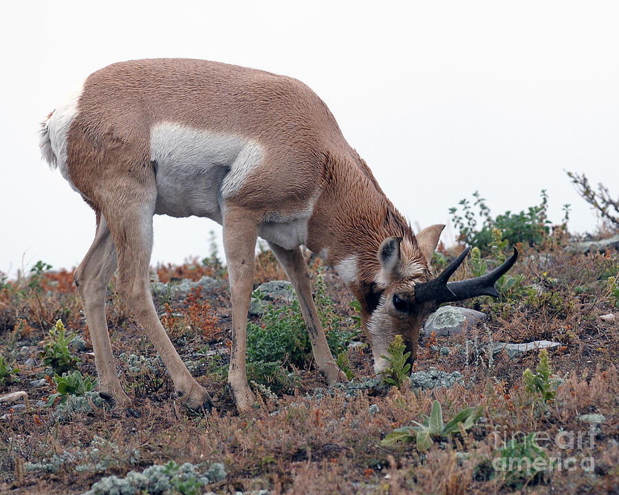 Antelope Grazing Photograph by Art Whitton