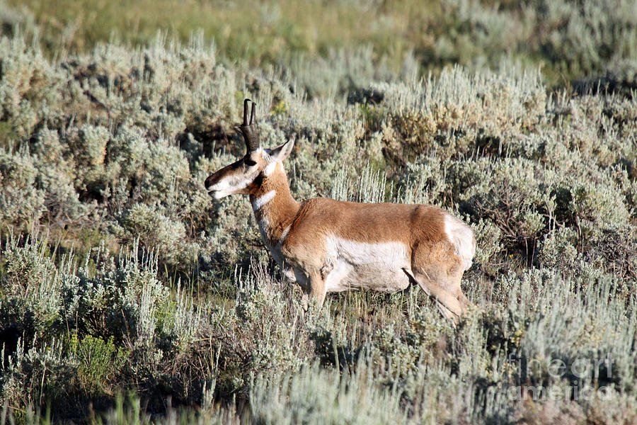 Antelope in Lamar Valley Photograph by Shawn Naranjo - Fine Art America