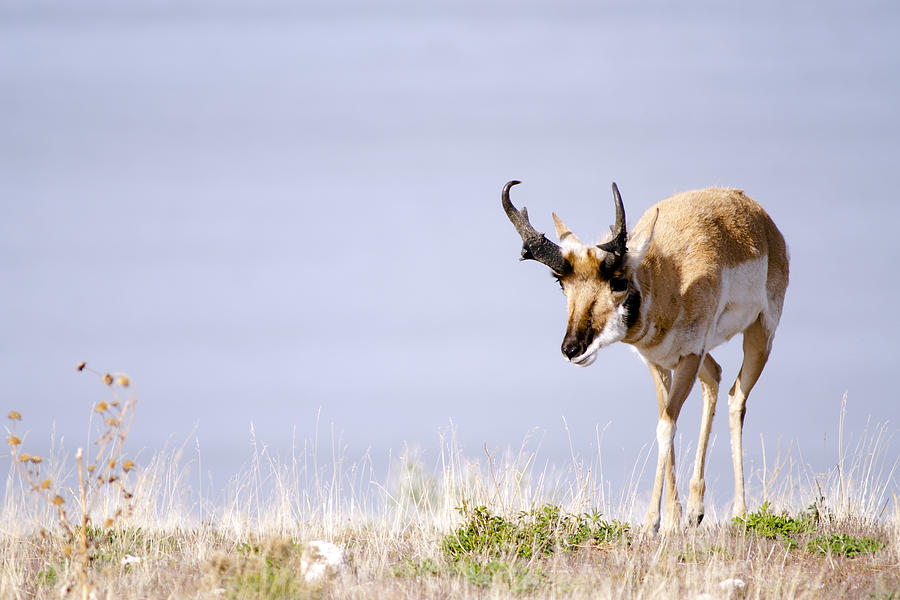 Antelope Photograph by Joseph Rossi - Fine Art America