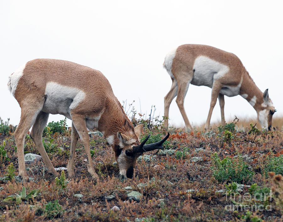 Antelopes Grazing Photograph by Art Whitton