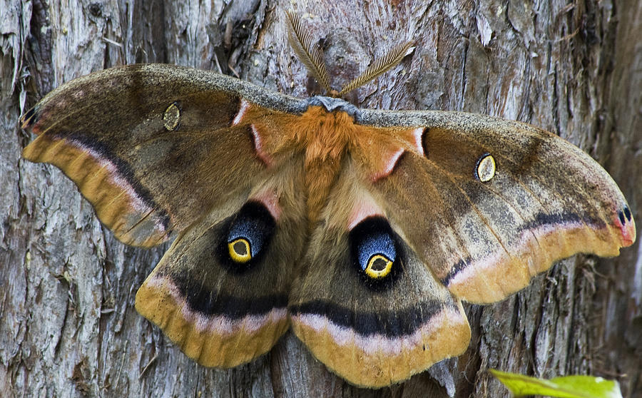 Antheraea Polyphemus Polyphemus Moth Photograph by Wade Clark