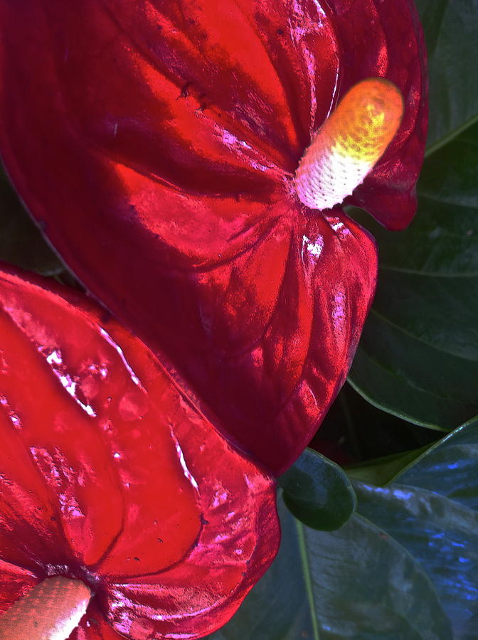 Flower Photograph - Antherium by Paul Washington 