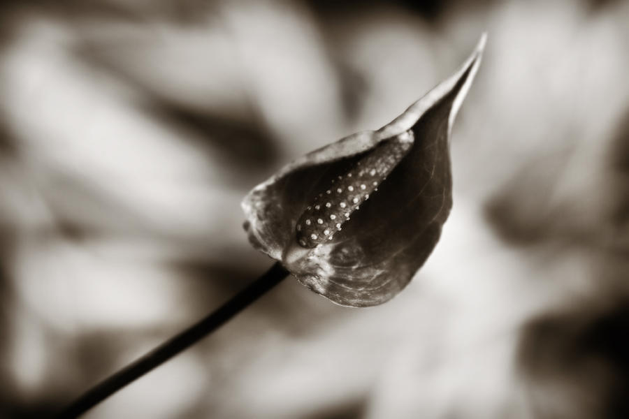 Anthurium Beginnings Photograph by Marilyn Hunt