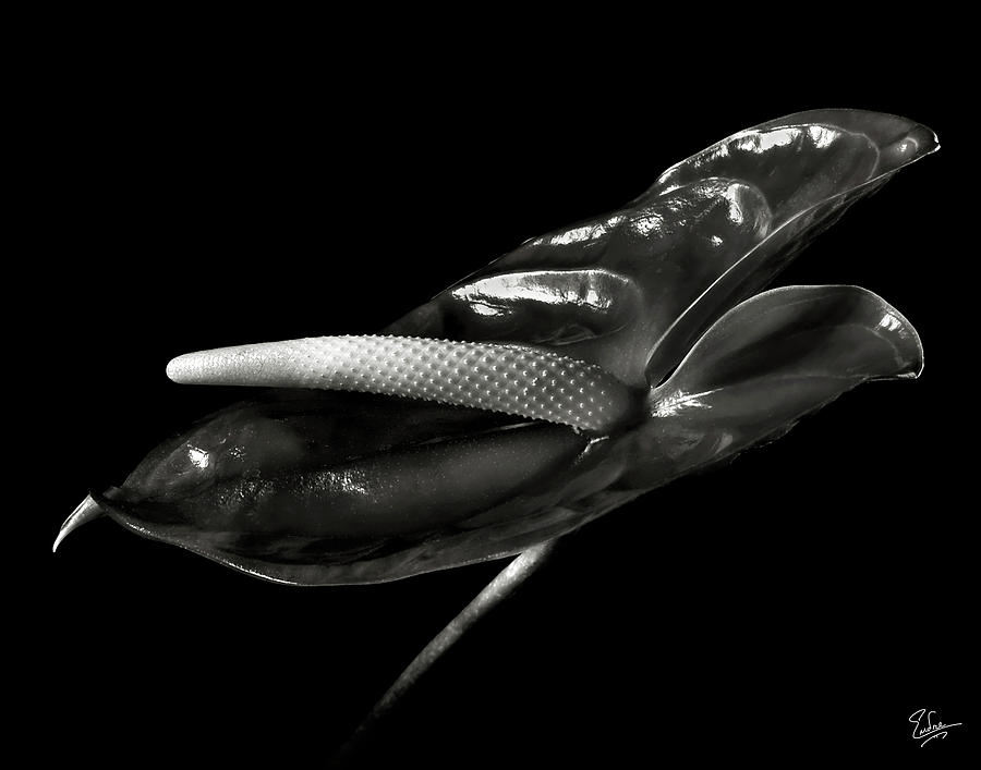 Anthurium in Black and White Photograph by Endre Balogh