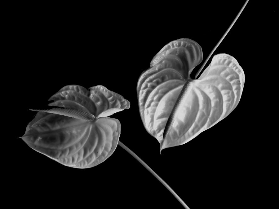 Flowers Still Life Photograph - Anthurium by John Wong