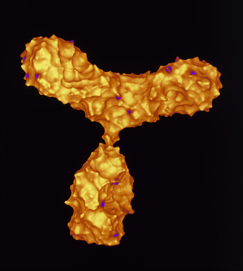Immunoglobulin G Photograph - Antibody by Pasieka