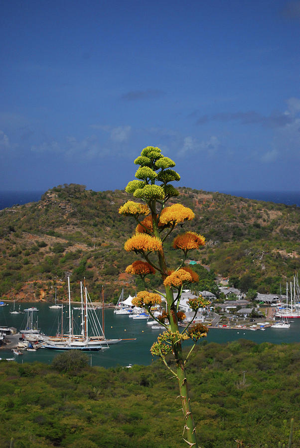 Antigua National Flower by Gary Wonning