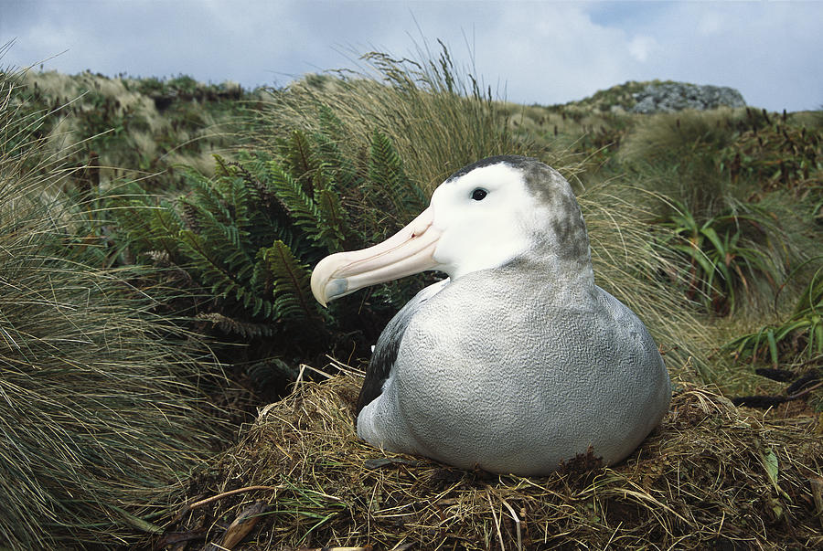 Antipodean Albatross Diomedea Photograph by Tui De Roy