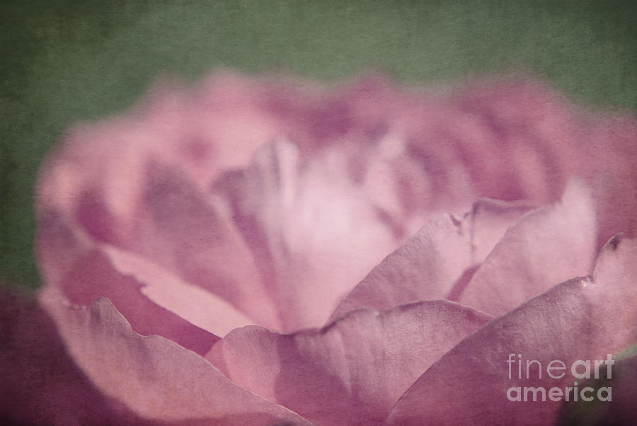 Antique Pink Photograph by Aimelle Ml