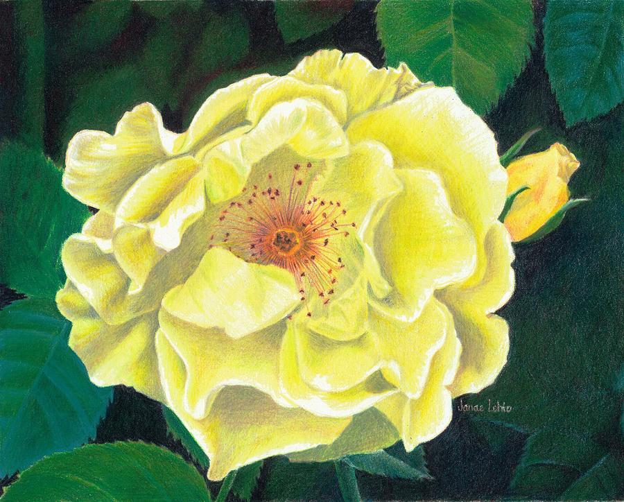 Antique Rose Painting by Janae Lehto