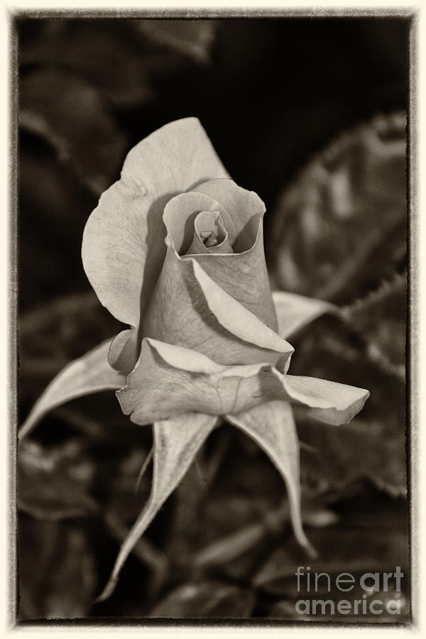 Antique Rose Photograph by Mariola Bitner