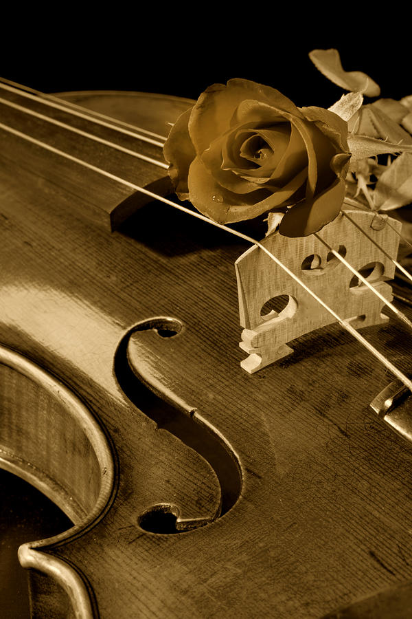 Antique Violin Viola Photograph by M K Miller