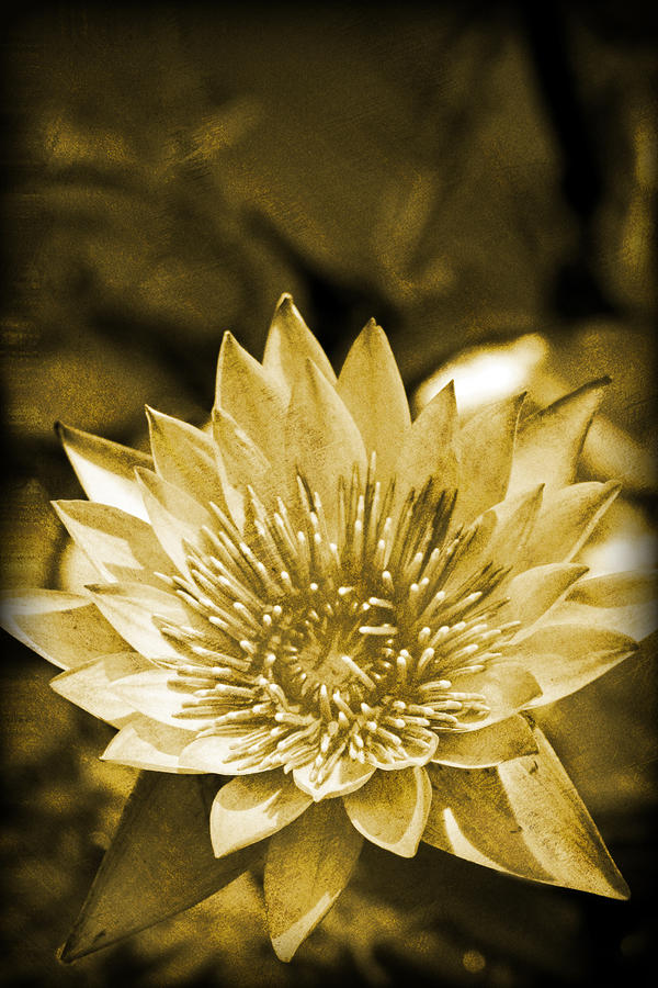 Antique Water Lily Photograph by Rob Tullis