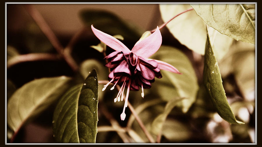 Antiqued Fuchsia Photograph by Jeanette C Landstrom