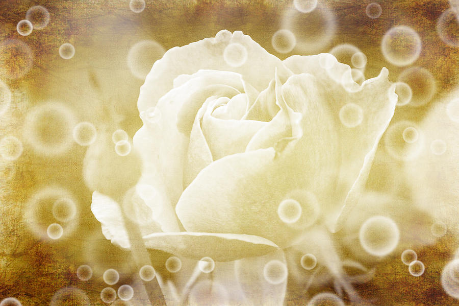 Antiqued Rose and Bubbles Photograph by Janice Adomeit