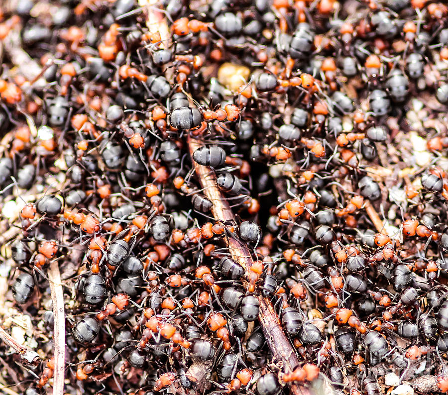 Ants On A Log Photograph by Mitch Shindelbower