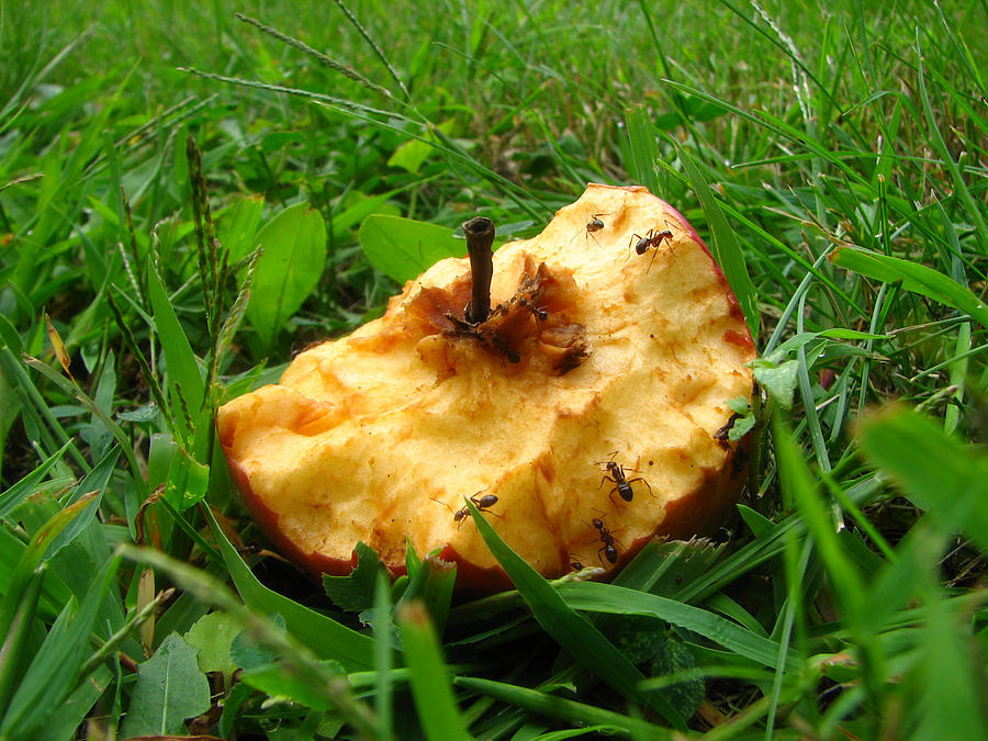 Ants on an Apple Photograph by George Jones