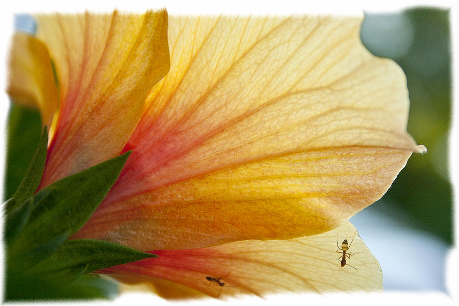 Ants on Orange Hibiscus Flower Photograph by Marina Bobrovnik Fine