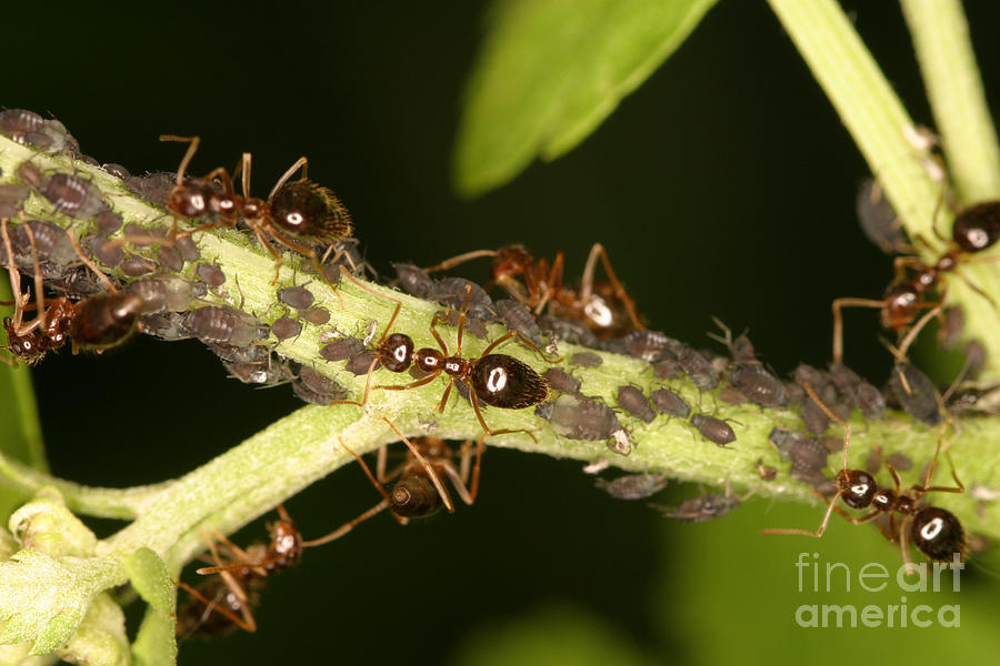 Animal Photograph - Ants Tending Aphids by Ted Kinsman