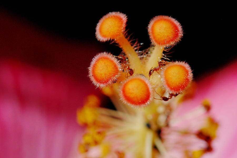 Ants Working Their Hibiscus Photograph By John Rush Fine Art America   Ants Working Their Hibiscus John Rush 