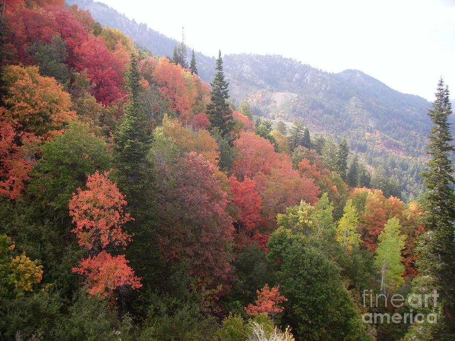 Landscape Photograph - Any Color You Like by Janet Gioffre Harrington