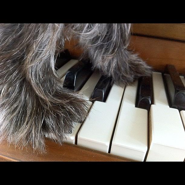 Music Photograph - Anyone Can Play Piano. 🐶😊🎶 by Jenni Munoz