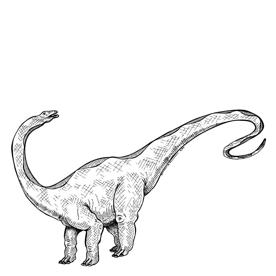 Apatosaurus Dinosaur Drawing by Karl Addison Fine Art America