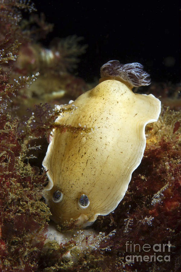 Aphelodoris Varia Sea Slug Nudibranch Photograph by Mathieu Meur