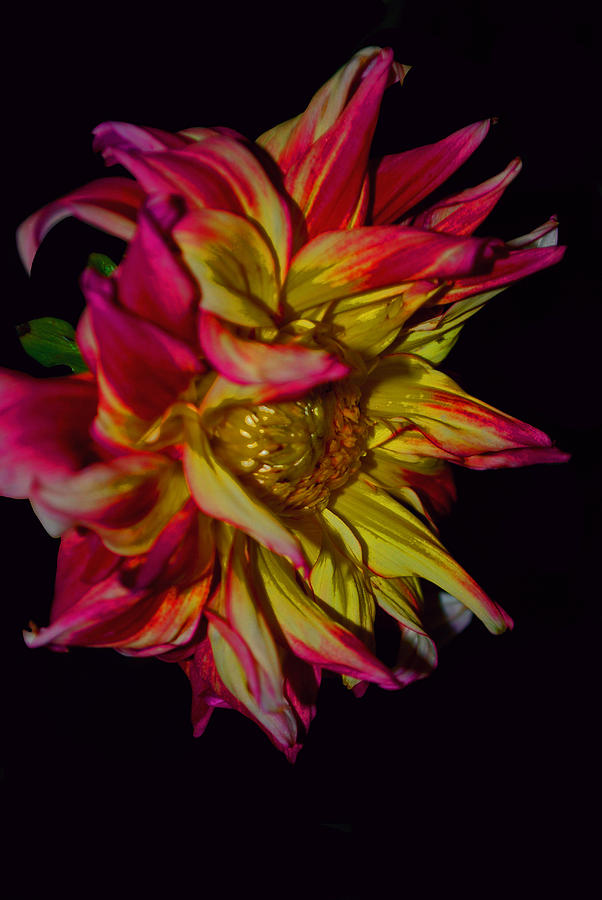 Flower Photograph - Aphrodisiac by Michelle Cruz