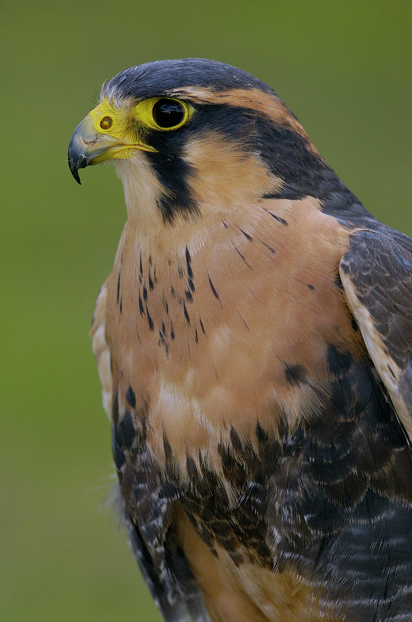 Aplomado Falcon Falco Femoralis Photograph by Pete Oxford
