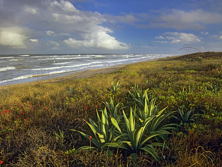 Apollo Beach At Canaveral National Photograph by Tim Fitzharris