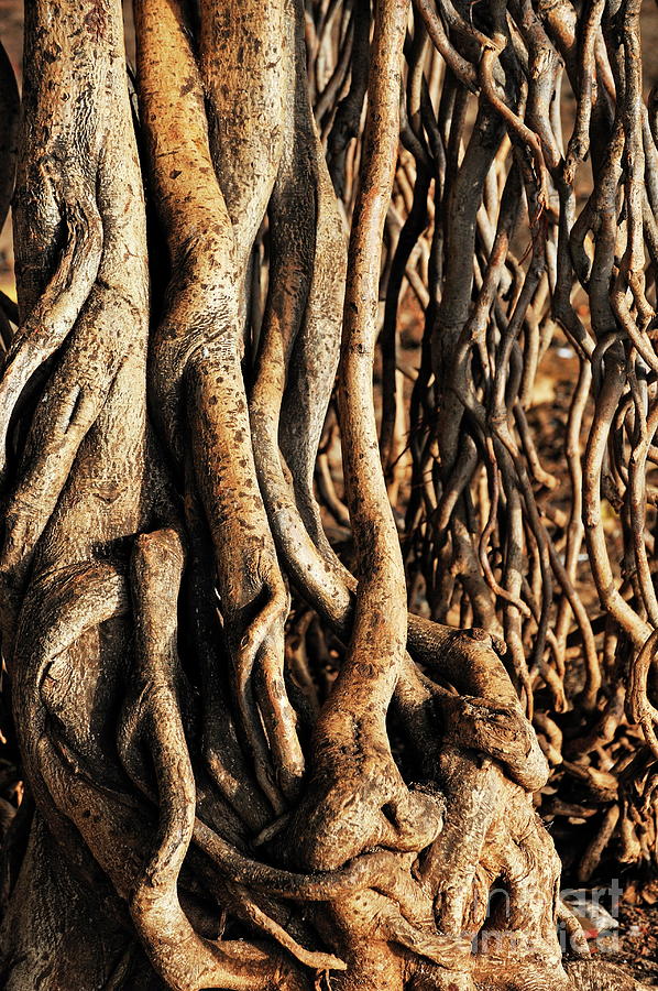 Apparent roots of Banyan tree Photograph by Sami Sarkis
