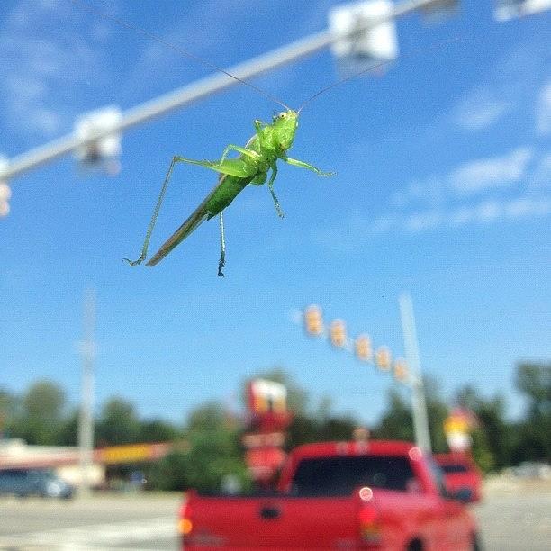 Insects Photograph - Apparently, Bugs Like My #windshield by Misty D