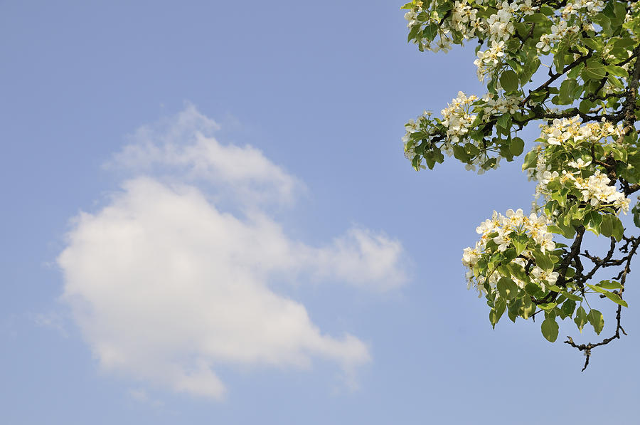 Apple blossom and blue sky with cloud in spring Photograph by Matthias Hauser